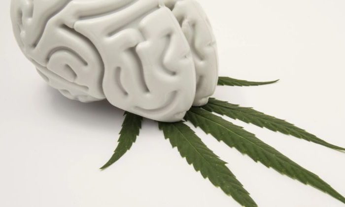 A brain sitting on top of a marijuana leaf.
